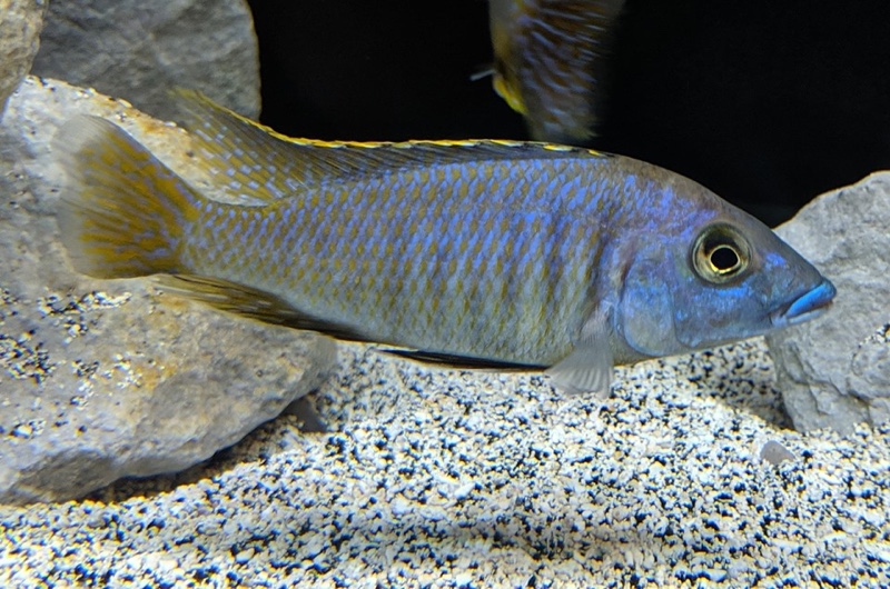 Mylochromis sp. 'lateristriga makanjila'